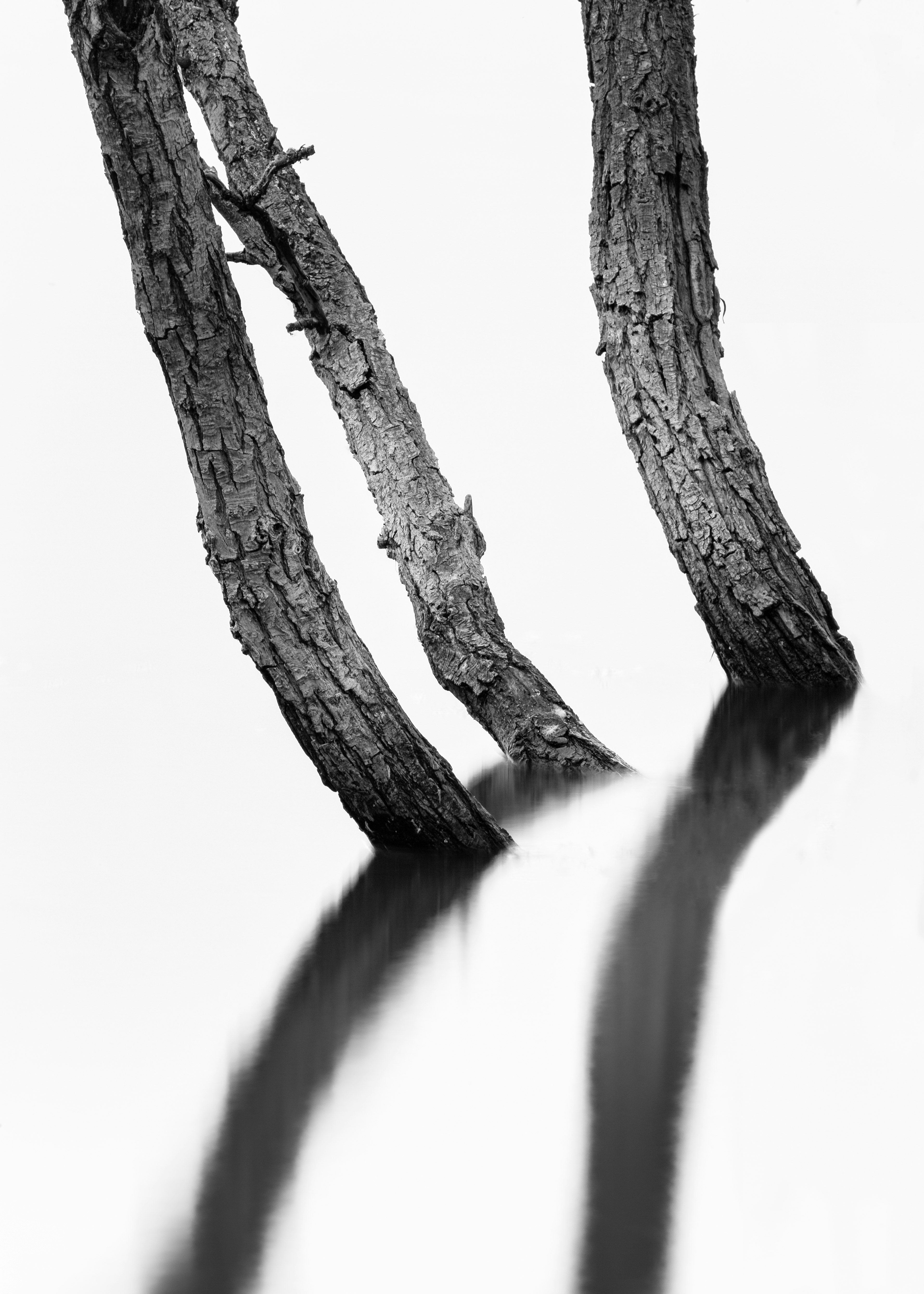 grayscale photo of three tree stumps